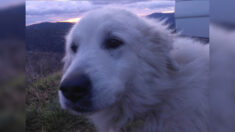 Bella, la chienne patou d’un berger lozérien enfin retrouvée, après avoir disparu pendant un long mois