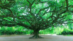 Le hêtre pleureur de Bayeux remporte haut la main le titre du plus bel arbre de l’année