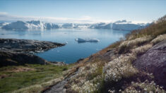 Groenland: une entreprise expédie de la glace millénaire de l’île pour fournir les bars de luxe de Dubaï en glaçons