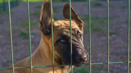 Chiot retrouvé transi de froid sur un balcon: le propriétaire en garde à vue après un nouveau signalement