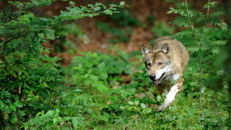 Le berger voudrait avoir le droit de tuer l'animal lui-même. (Photo: Montipaiton/Shutterstock)