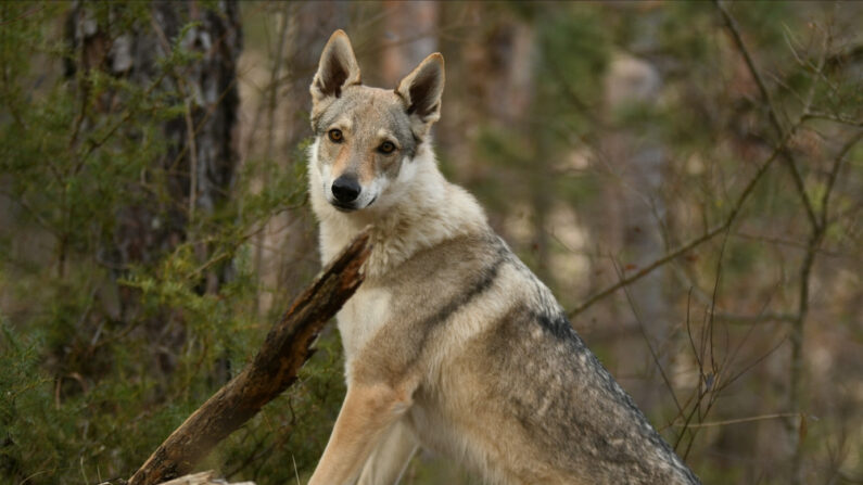Le parc abrite 200 animaux, dont des chiens-loups. (Photo: Bauer Alexandre/Shutterstock)