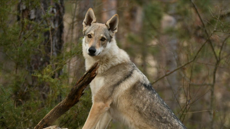 Le parc abrite 200 animaux, dont des chiens-loups. (Photo: Bauer Alexandre/Shutterstock)