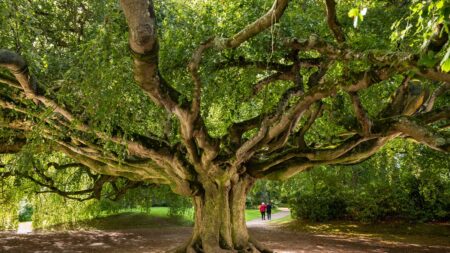 Ce hêtre pleureur de Bayeux, élu « arbre de l’année 2023 », remportera-t-il le titre européen ?