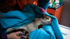 Dordogne: coincé depuis plusieurs semaines dans le vide sanitaire d’une maison, un chat est enfin libéré