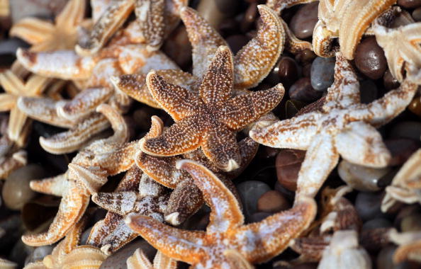 Normandie: des étoiles de mer échouées par centaines sur la plage de Merville-Franceville