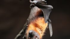 500 chauves-souris menacées d’euthanasie au zoo de Lunaret à Montpellier
