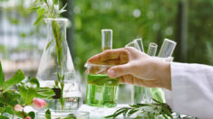 Les composés végétaux peuvent constituer un traitement alternatif efficace de la rosacée 