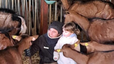 « Je suis sauvée, on est sauvées »: Delphine, éleveuse de chèvres, a récolté plus de 200.000 euros grâce à une cagnotte