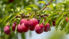 Eure: à Goupil-Orthon, les élèves de l’école élémentaire ont aidé à la plantation de 200 arbres fruitiers