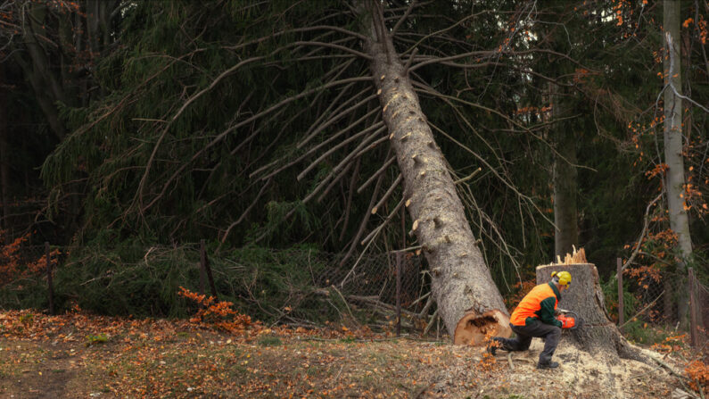 Le retraité est parti du mauvais côté quand l'arbre est tombé. (Photo: Lena Ivanova/Shutterstock)
