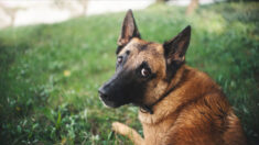 Nord: ivre, un homme poignarde son berger malinois et tente de l’enterrer vivant à Hautmont