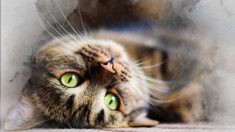 Ce que pense vraiment votre chat, selon les experts en comportement félin