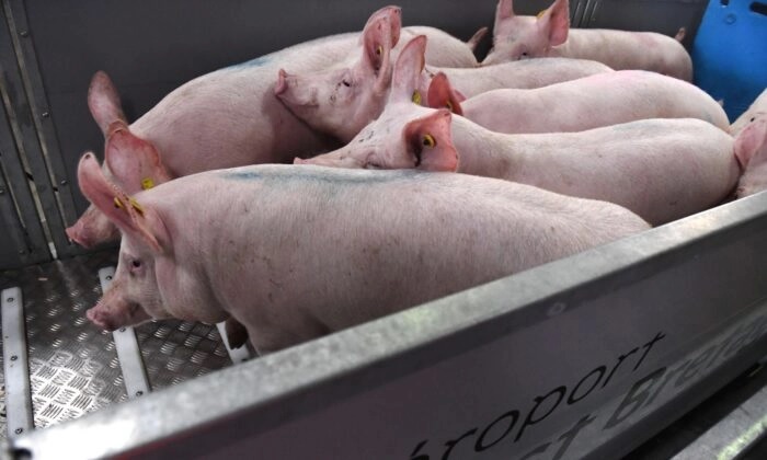 Des porcs marchent sur une plateforme dans une cage pour être chargés dans un avion cargo en route pour la Chine depuis l'aéroport de Brest-Bretagne à Guipavas, en Bretagne, France, le 10 mars 2020.  (Fred Tanneau/AFP via Getty Images)