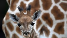 Un bébé girafe de trois mois se brise le cou et meurt dans un zoo aux États-Unis