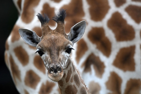 Image d'illustration : un bébé girafe de trois mois. (JEAN-FRANCOIS MONIER/AFP via Getty Images)