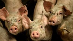 Émissions polluantes des élevages: des eurodéputés veulent alléger les restrictions