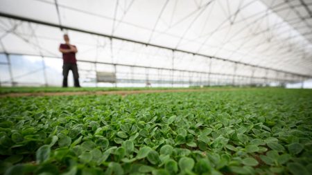 Les salades en sachets, « trop contaminées par les pesticides », alerte 60 Millions de Consommateurs