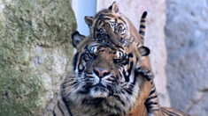 Kala, rare petite tigresse de Sumatra, nouvelle vedette du zoo de Rome