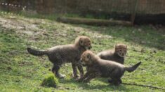 Ardèche: naissance rare de trois petits guépards au Safari de Peaugres