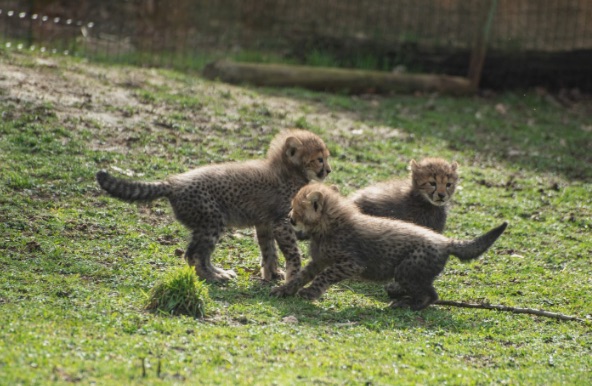 Ces trois petits guépards espiègles sont nés le 9 janvier dernier au Safari de Peaugres. (Safari de Peaugres)