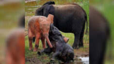 Les images incroyables d’un jeune éléphant rose, capturées par un guide du parc Kruger