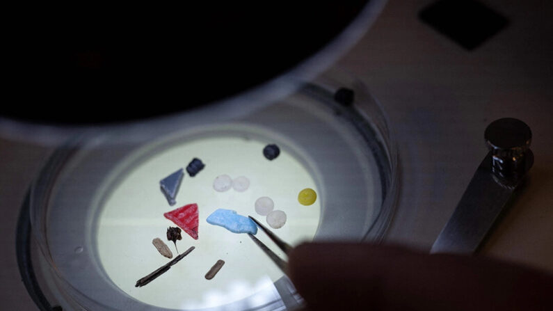 analyse des nurdles et autres microplastiques grâce à un microscope, dans un laboratoire.  (BEN STANSALL/AFP via Getty Images)