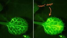 Des scientifiques filment des plantes qui « entendent » les avertissements de leurs voisines en temps réel, la vidéo est stupéfiante