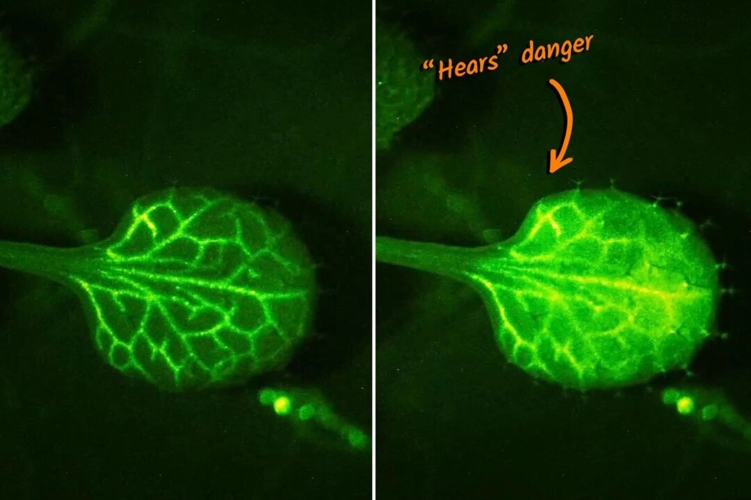 Des scientifiques filment des plantes qui « entendent » les avertissements de leurs voisines en temps réel, la vidéo est stupéfiante