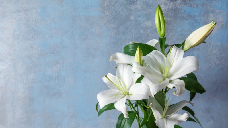Une fleur ouverte devrait durer une semaine ou plus avant de se faner. (Africa Studio/Shutterstock)