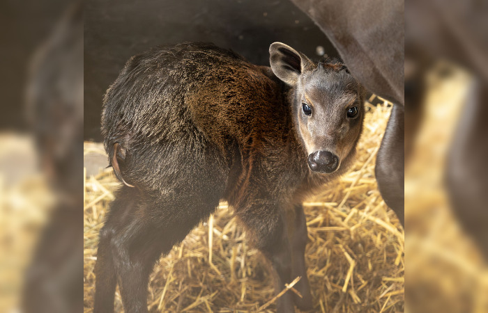 Une première en France: au zoo de Beauval, le premier bébé céphalophe à dos jaune est né