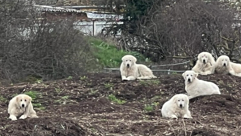 Photo des six chiens sauvés par le zoo de la Tanière. (compte Facebook La Tanière - Zoo Refuge)