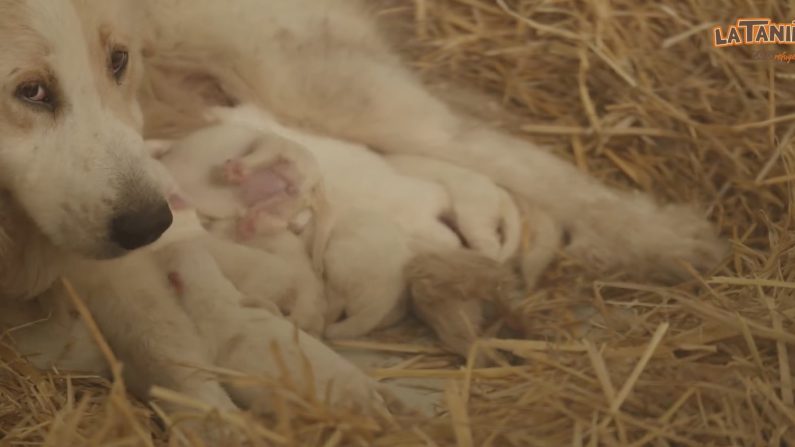 La femelle patou a donné naissance à 7 chiots le 16 mars 2024. (Capture d'écran vidéo La Tanière - Zoo Refuge)