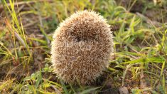 Royaume-Uni: un refuge animalier recueille un bébé hérisson… qui s’avère être un pompon de bonnet