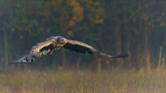 «Il faut arrêter ce massacre»: deux chasseurs avouent avoir abattu un aigle en danger critique d’extinction en Isère