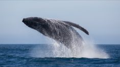 «Les éoliennes les désorientent»: une baleine à bosse aperçue par des pêcheurs au large de Fécamp