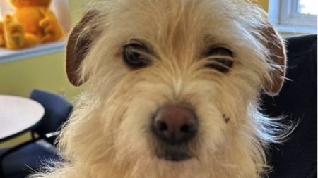 Une chienne a été retrouvée neuf mois plus tard à 3770 km de son domicile