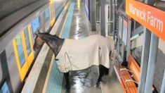 Un cheval ayant fui une pluie battante attend patiemment de monter à bord du train – et voici ce qui se passe ensuite