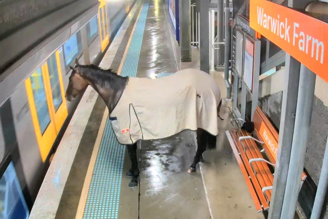Un cheval ayant fui une pluie battante attend patiemment de monter à bord du train - et voici ce qui se passe ensuite