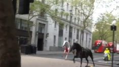 Londres : des chevaux en cavale sèment la pagaille en plein centre, au moins quatre blessés