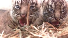 Deux tigres de Sumatra, espèce en danger, naissent au zoo d’Amiens