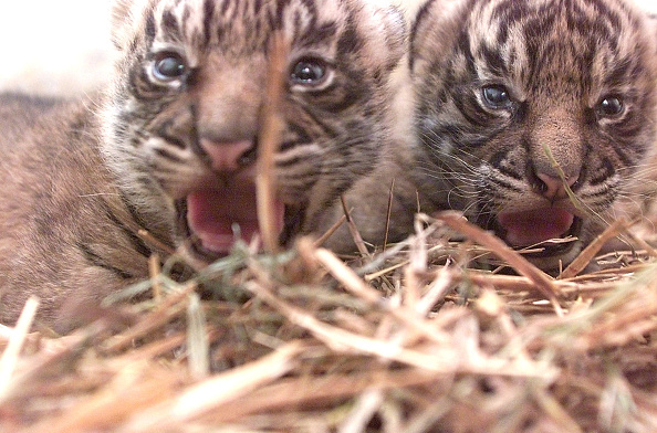 Deux petits tigres de sumatra au zoo d'Amneville. (Photo d'illustration FRANCK FIFE/AFP via Getty Images)