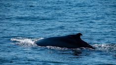 « Cela reste très rare »: rencontre avec une baleine à bosse au large de Capbreton