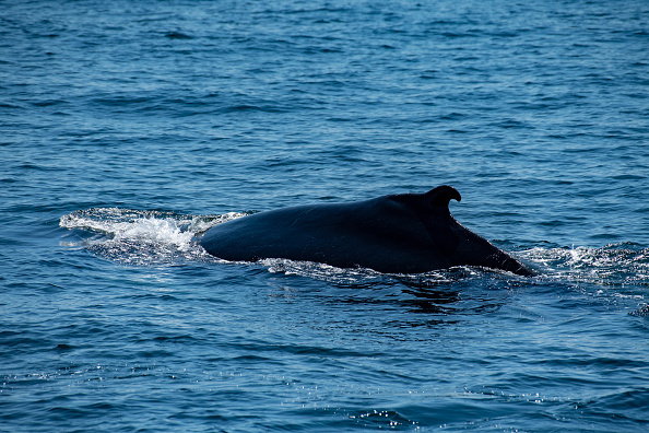 Une baleine à bosse. (JOSEPH PREZIOSO/AFP via Getty Images)