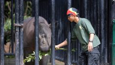 « Dieu soit loué! »: un bébé rhinocéros de Java, une espèce menacée, repéré dans un parc national indonésien