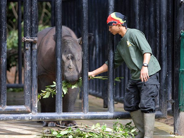 Un employé du sanctuaire des rhinocéros, le parc national de Way Kambas, à Lampung, nourrit une femelle avant d’être accouplé pour tenter de sauver l’espèce, le 21 février 2007 en Indonésie. (Photo BAY ISMOYO/AFP via Getty Images)