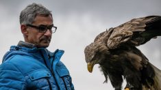 Le retour du géant: quasi-oublié, le plus grand aigle d’Europe doit lutter pour sa survie