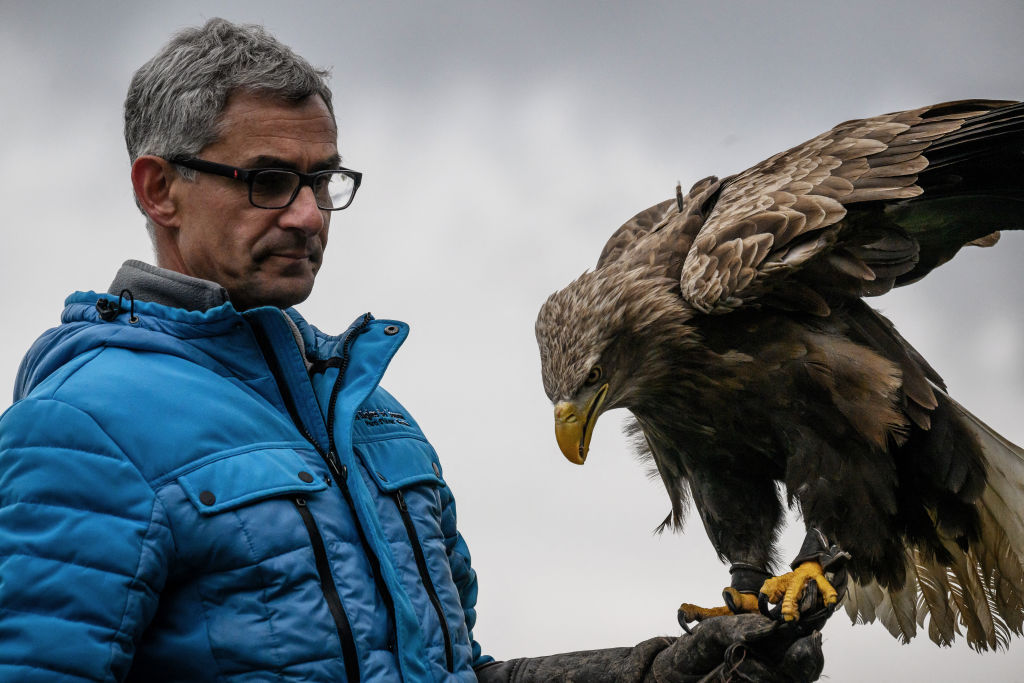 Le retour du géant: quasi-oublié, le plus grand aigle d'Europe doit lutter pour sa survie