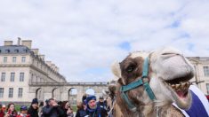 Bois de Vincennes: des chameaux, des dromadaires et des lamas ont défilé pour la cause