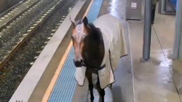 Un cheval de course surprend les usagers d’une gare australienne